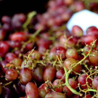 Mosca de la fruta, más benéfica de lo que parece