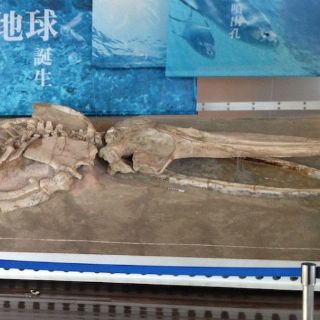 Identifican fósil expuesto en Japón como nueva especie de ballena