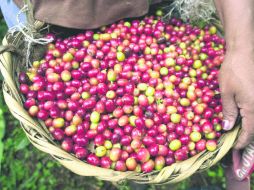 Al año se llega a consumir hasta dos mil 600 millones de tazas de café en todo el mundo. EFE / ARCHIVO