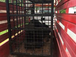 El oso fue liberado dentro del Parque Nacional Cumbres de Monterrey, en el kilómetro 25 de la Carretera a Rayones. TWITTER / @comunicacionNL