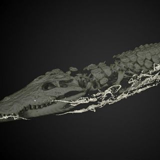 Momia de cocodrilo refugia 47 crías momificadas