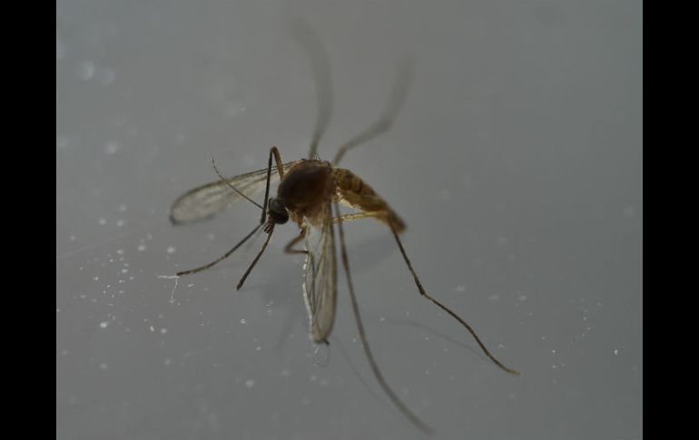 Florida fue el primer estado en reportar la propagación local del Virus. AFP / ARCHIVO