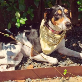 Interjet extravía a mascota durante vuelo a Houston