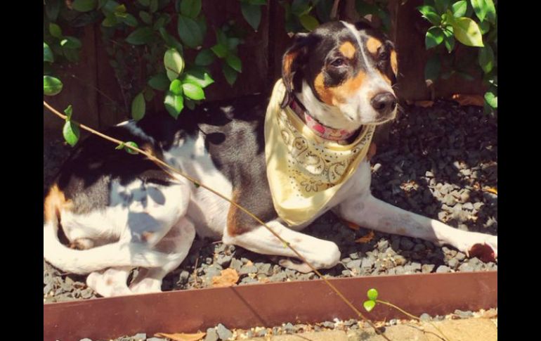 Pamela Álvarez compartió en redes sociales imágenes de la perrita. TWITTER / @Pam_AlvarezA