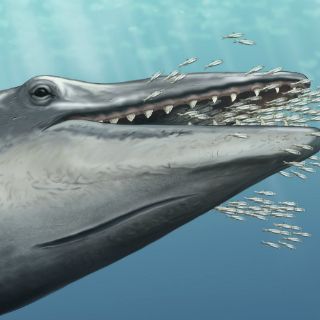 Un fósil de una ballena prehistórica da claves sobre su evolución
