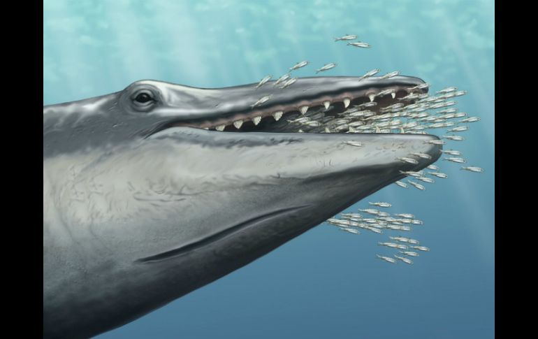 'Alfred' podría dar claves para entender cómo estos mamíferos marinos pasaron de tener dientes a 'barbas'. EFE /