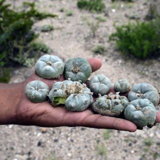 Dan a 'Iglesia del peyote' amparo para obtener registro