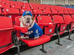 Se contará con la participación de Benito, un bulldog de dos años que hará una jugada antes de la sexta ronda. FACEBOOK / Red de Parques Caninos