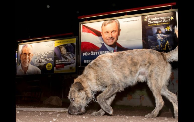 Un perro camina cerca de dos carteles que promocionan a Alexander Van der Bellen y Nobert Hofer. AFP / J. Klamar