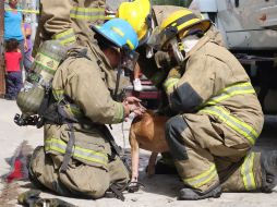 El miércoles los bomberos de Zapopan sofocaron un incendio en la colonia Rehilete y salvaron a un perro. ESPECIAL / Bomberos de Zapopan