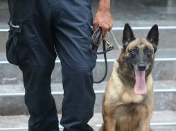 Las locaciones están siendo investigadas con ayuda de perros capaces de rastrear explosivos. EL INFORMADOR / ARCHIVO