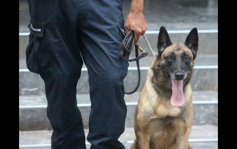 Las locaciones están siendo investigadas con ayuda de perros capaces de rastrear explosivos. EL INFORMADOR / ARCHIVO