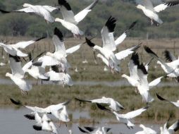 Por Butte, Montana, pasan entre 2 mil y 5 mil aves en todo el año, incluyendo las migraciones de primavera. EL INFORMADOR / ARCHIVO