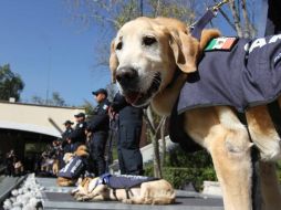 Los oficiales caninos que estuvieron en aeropuertos, carreteras, sedes diplomáticas y operativos de seguridad especiales. NTX / G. Durán