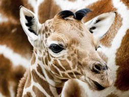 La jirafa, el animal más alto en el planeta, está ahora en riesgo de extinción. EFE / ARCHIVO