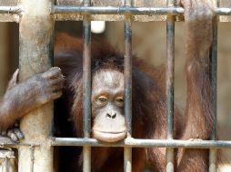 Las autoridades del zoológico dijeron que Rubih incluso arrancó trozos de cemento de la base de un árbol para su ofensiva destructora. EFE / ARCHIVO