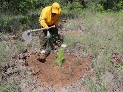 El libro comparte la experiencia de restauración forestal que inició en 1990 en La Hondonada en el Bosque de la Primavera. TWITTER / @BosquePrimavera