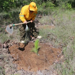 Sembrar para restaurar