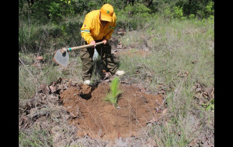 El libro comparte la experiencia de restauración forestal que inició en 1990 en La Hondonada en el Bosque de la Primavera. TWITTER / @BosquePrimavera