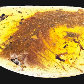 Hallan cola de dinosaurio emplumado preservada en ámbar