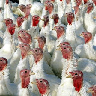 Pavos orgánicos, listos para Navidad