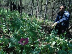 En el trabajo de vigilancia se encuentra un sembradío de amapola con un total de 19 mil plantas. NTX / ARCHIVO