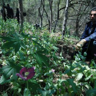 Destruyen 19 mil plantas de amapola y mariguana en Jalisco