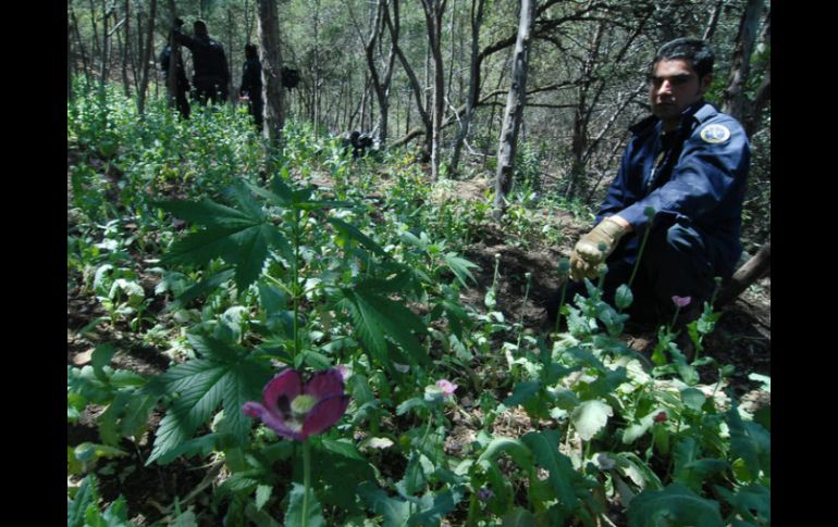 En el trabajo de vigilancia se encuentra un sembradío de amapola con un total de 19 mil plantas. NTX / ARCHIVO