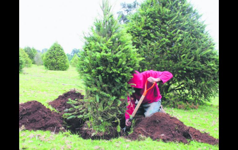 A través de la renta de los árboles se busca preservar ecosistemas, frenar la tala y combatir la generación de desechos. ESPECIAL /
