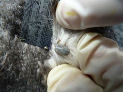 El proyecto busca reducir la dependencia a productos químicos, controlar la resistencia de garrapatas y nematodos gastrointestinales. NTX / ARCHIVO