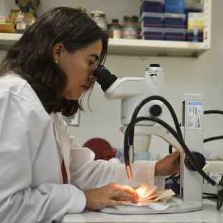 Descubren factor que hace a las bacterias resistentes a antibióticos