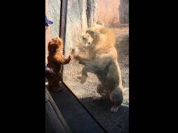 El video conmovió a cientos de personas en las redes sociales. YOUTUBE / Cami Fanning