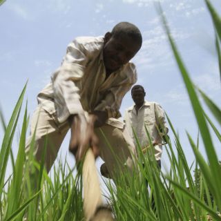 Piden ayuda para evitar hambruna de 3.6 millones de sursudaneses