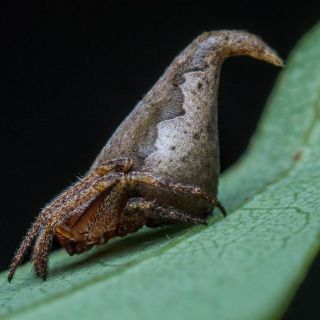 Descubren araña idéntica a sombrero de Harry Potter