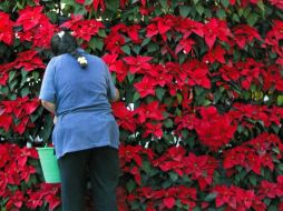 La Flor de Cuetlaxóchitl, Nochebuena o Pascua, presencia viva de la armonía, paz y felicidad. AFP / ARCHIVO