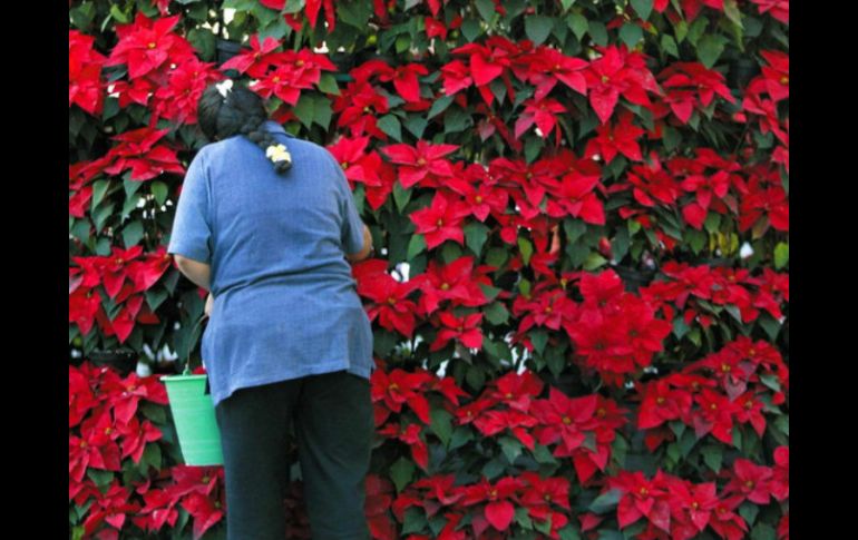 La Flor de Cuetlaxóchitl, Nochebuena o Pascua, presencia viva de la armonía, paz y felicidad. AFP / ARCHIVO