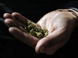 El documento establece la posibilidad de cultivar la planta cuando se utilice con fines medicinales y de investigación científica. EL INFORMADOR / ARCHIVO