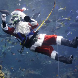 Buzo Papa Noel alimenta peces en museo en California