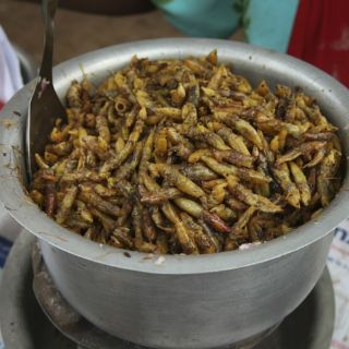 Saltamontes, delicia culinaria en Uganda