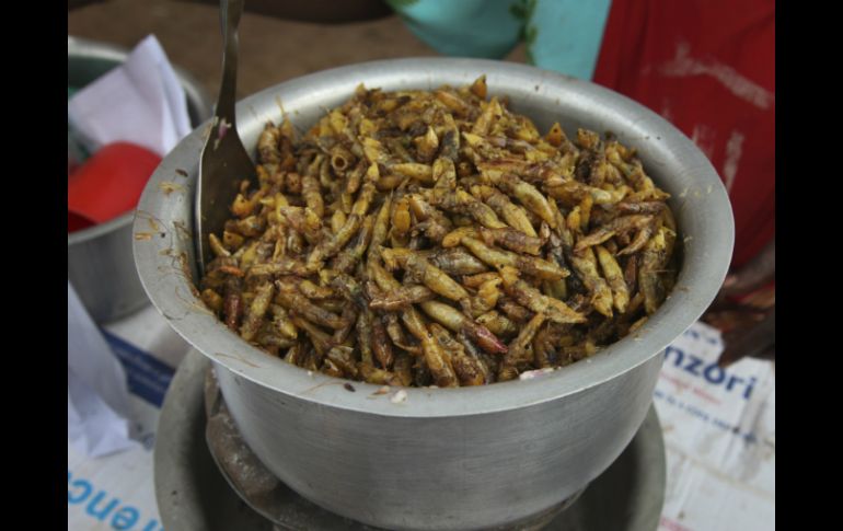 Cuando se fríen, los verdes saltamontes cambian a un color dorado y despiden un aroma a tierra que encanta a los entusiastas. AP / S. Wandera