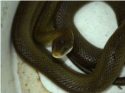La serpiente será reintegrada a su hábitat natural. TWITTER /  ‏@PROFEPA_Mx