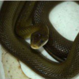 Rescatan a culebra oliva en Cuernavaca