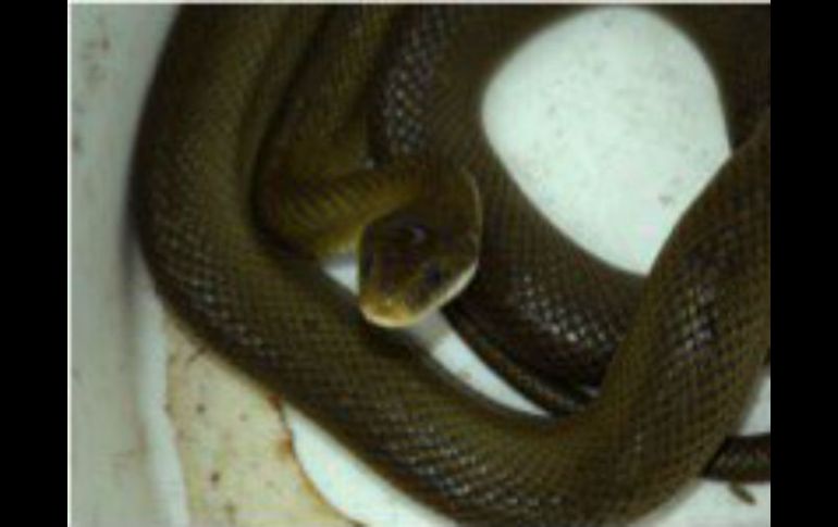 La serpiente será reintegrada a su hábitat natural. TWITTER /  ‏@PROFEPA_Mx