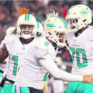 Los Delfines nadan en agua tranquila