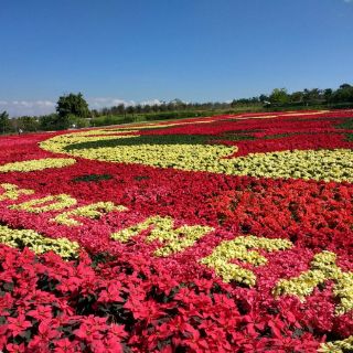 Productores de Morelos ganan Récord Guinness por tapete con Nochebuena