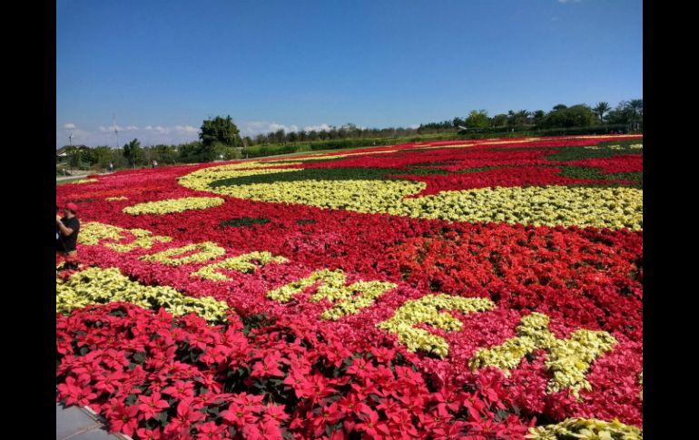 El tapete está conformado con 13 variedades de Nochebuena, entre ellas 'hot pink', 'prestige red', 'orange spice', entre otras. NTX /