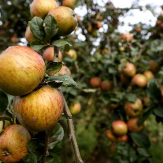 Manzana de Zacatlán, indispensable en brindis de Navidad