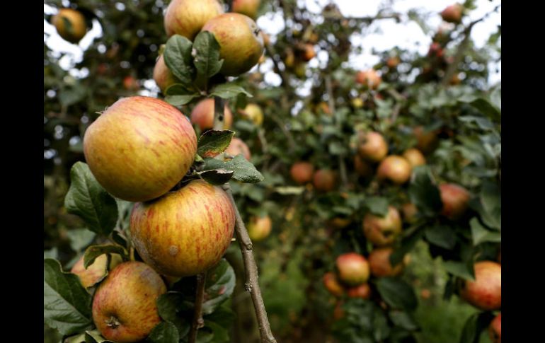 Mientras el jugo pase más tiempo en los contenedores, se obtiene un mejor producto. NTX / ARCHIVO