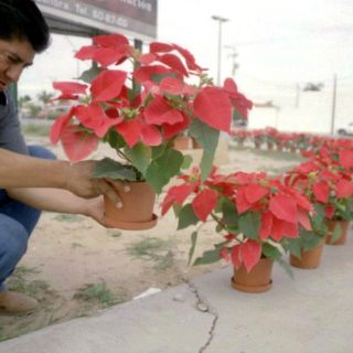Embellecen centro de Zapopan con Nochebuenas