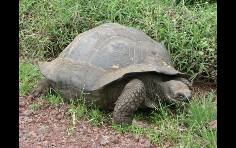 La tortuga terrestre gigante Chelonoidis chatamensis habita en las islas ecuatorianas de Galápagos. EFE / ARCHIVO